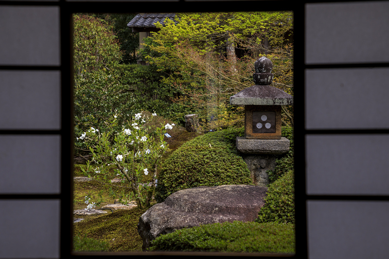 2020桜咲く京都 さくらと春の花咲く雲龍院_f0155048_23555867.jpg
