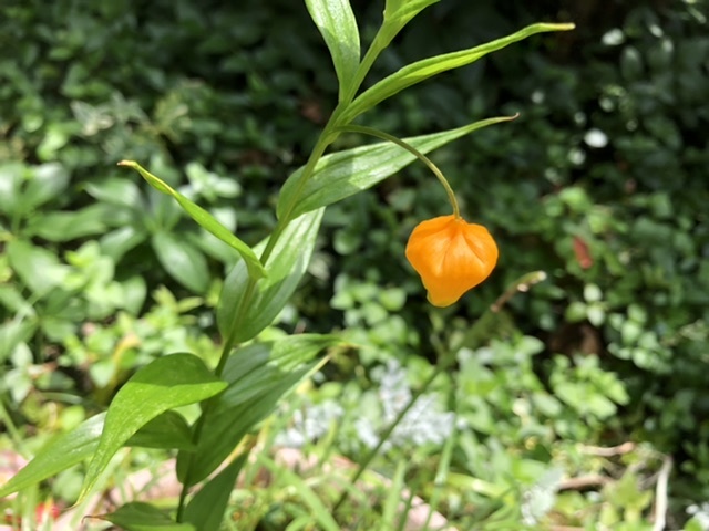 【出鼻を挫かれる】_b0009849_17430063.jpeg