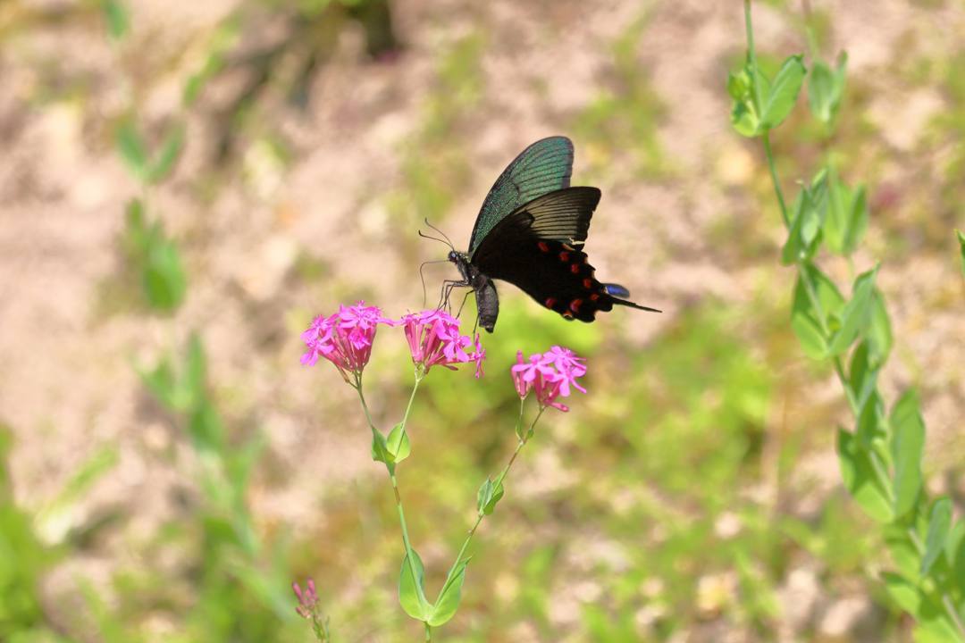 花と蝶_e0403850_20471420.jpg