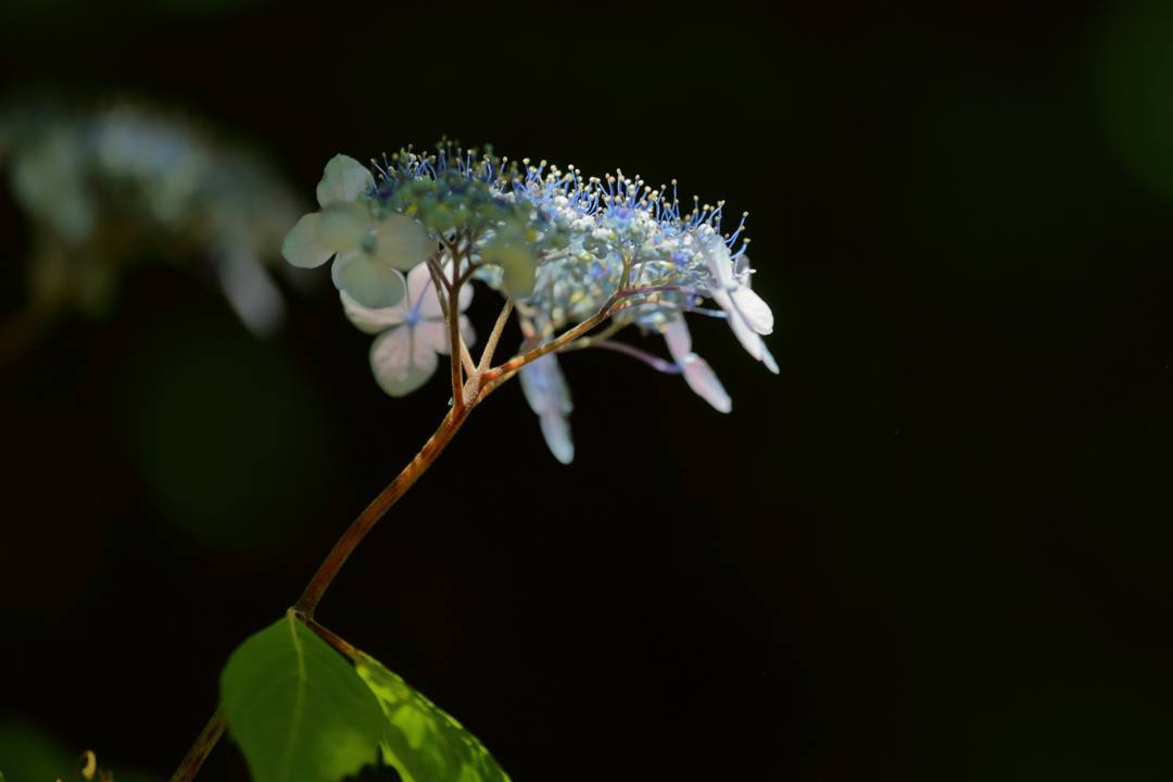 花と蝶_e0403850_20475729.jpg