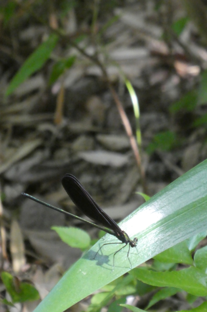 神様トンボ 花温 の花話