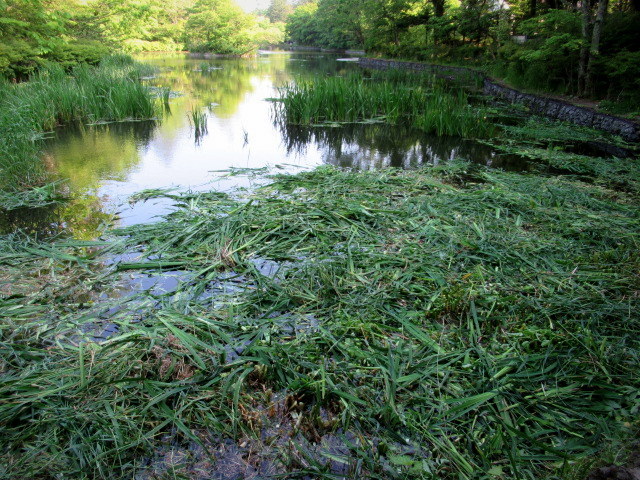 新緑の雲場池 ＊ 黄菖蒲が・・・。_f0236260_01050736.jpg