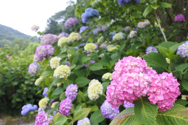 87 あわじ花山水 チッキィのおいしい淡路島
