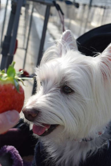 ♪ ダニエル 今年初めてのいちご狩り&#127827;～(*^。^*) ♪_b0242873_23100686.jpg