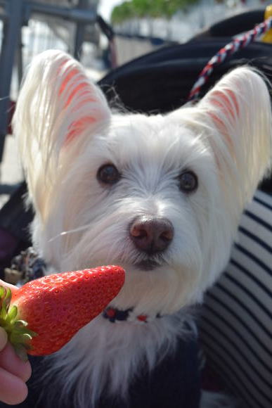 ♪ ダニエル 今年初めてのいちご狩り&#127827;～(*^。^*) ♪_b0242873_23104206.jpg