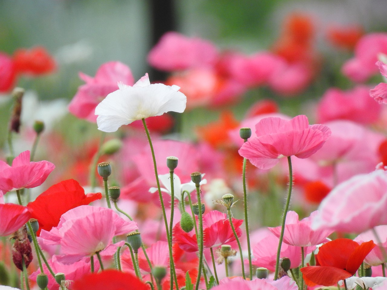 ポピーやカリステモンの花等 フラワーパーク江南にて 自然風の自然風だより ポピーやカリステモンの花等 フラワーパーク江南にて 自然風の自然風だより