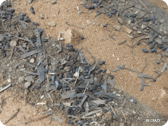 ガレージのリフォーム 〜その5_e0305176_01575370.gif