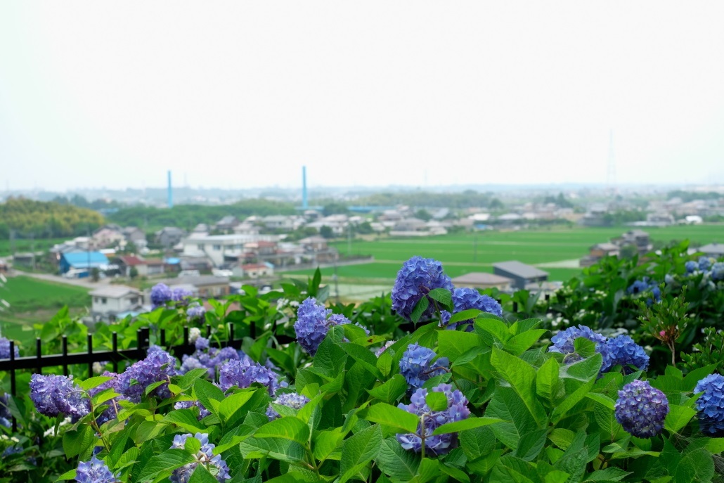 紫陽花 ４ 水戸八幡宮にて 常陸のt S Blog