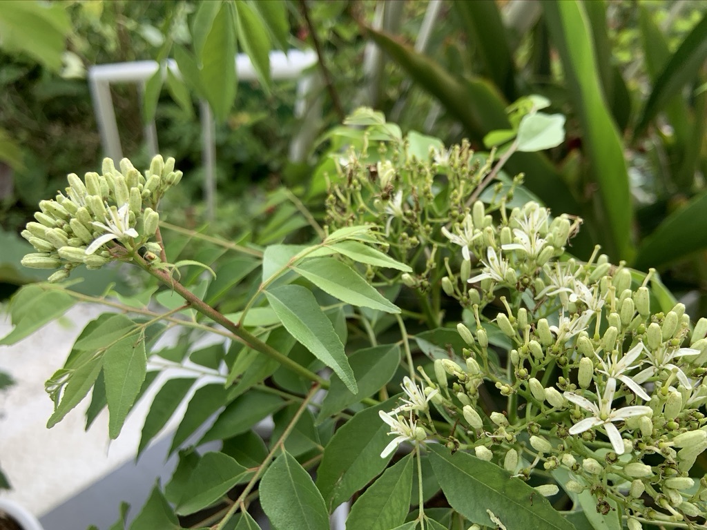 30年ぶりの梅酒仕込みと植栽少し_b0349795_16054458.jpeg