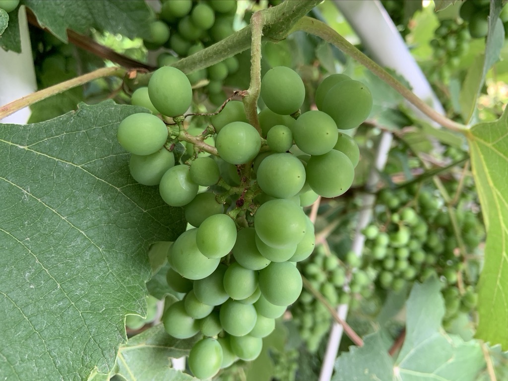 30年ぶりの梅酒仕込みと植栽少し_b0349795_16054473.jpeg