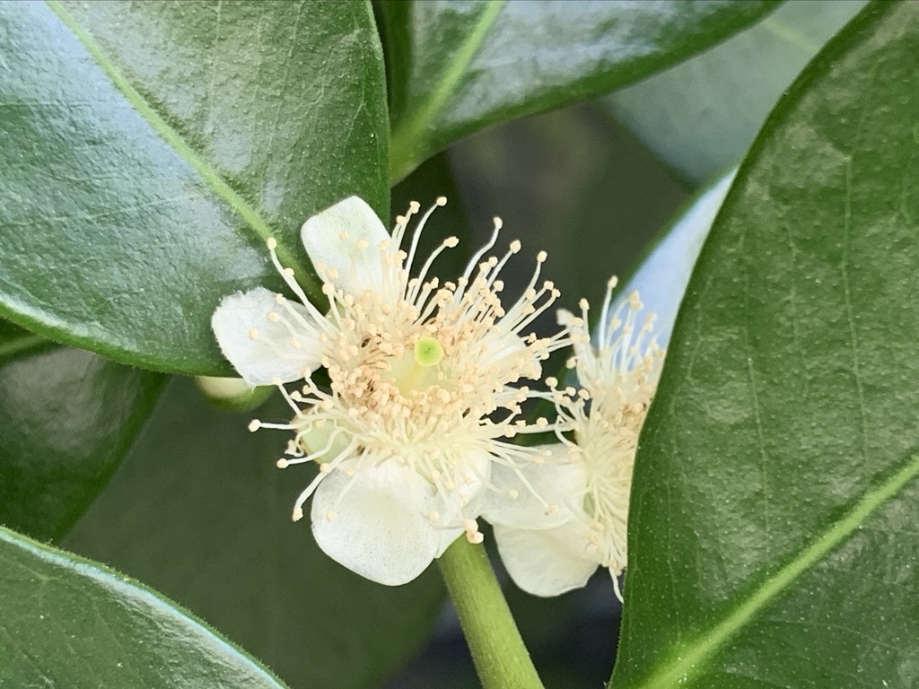 30年ぶりの梅酒仕込みと植栽少し_b0349795_16055836.jpeg