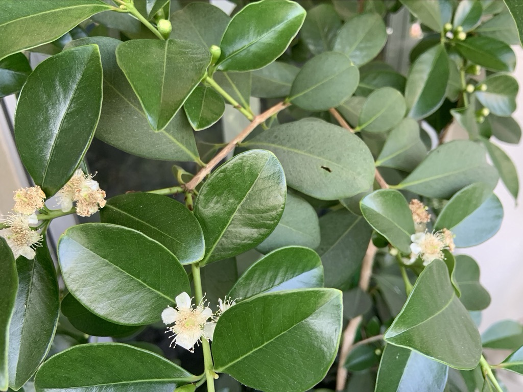 30年ぶりの梅酒仕込みと植栽少し_b0349795_16055928.jpeg