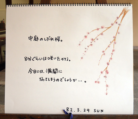 中庭のしだれ桜_b0364195_11585338.jpg