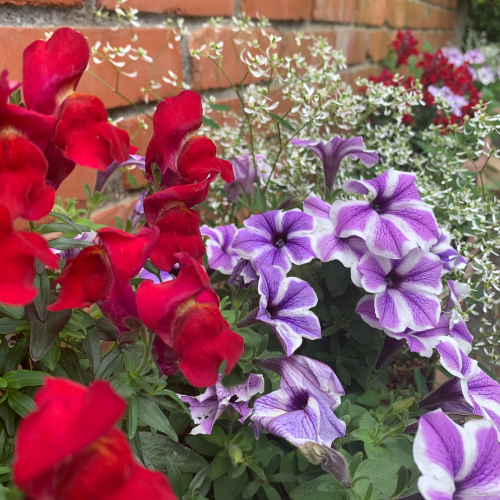 先日植えた夏仕様のお花たちが_b0105897_02061011.jpg