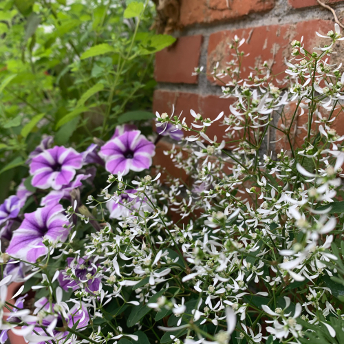 先日植えた夏仕様のお花たちが_b0105897_02093572.jpg