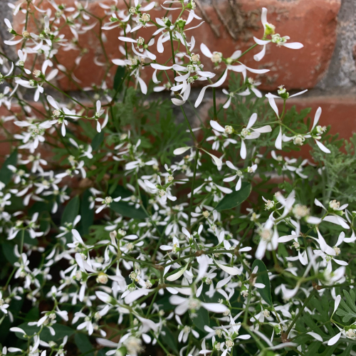 先日植えた夏仕様のお花たちが_b0105897_02125468.jpg