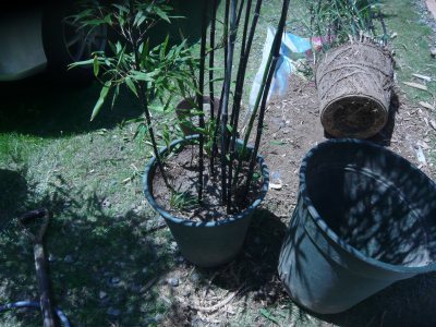 黒竹の葉が茶色でしげらないよ 植え替えする あんにゅいん 陶芸猫さん