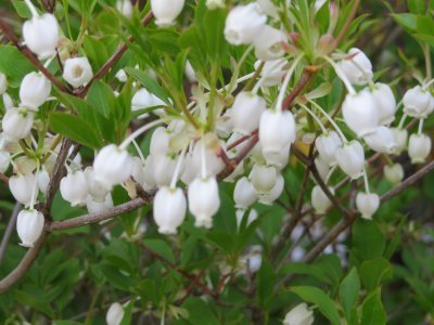 黒竹の葉が茶色でしげらないよ？植え替えする。_c0024502_21132305.jpg