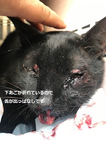 この子は間に合いました!_f0242002_20440412.jpg