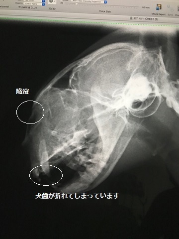 この子は間に合いました!_f0242002_20442806.jpg