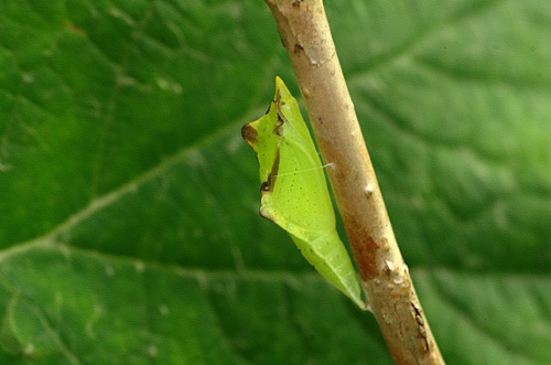 庭でこんなサナギを発見しました : 昆虫ブログ むし探検広場 庭でこんなサナギを発見しました : 昆虫ブログ むし探検広場