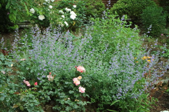 バラを一休みして宿根草をお届けします~♪_e0397815_00083035.jpg