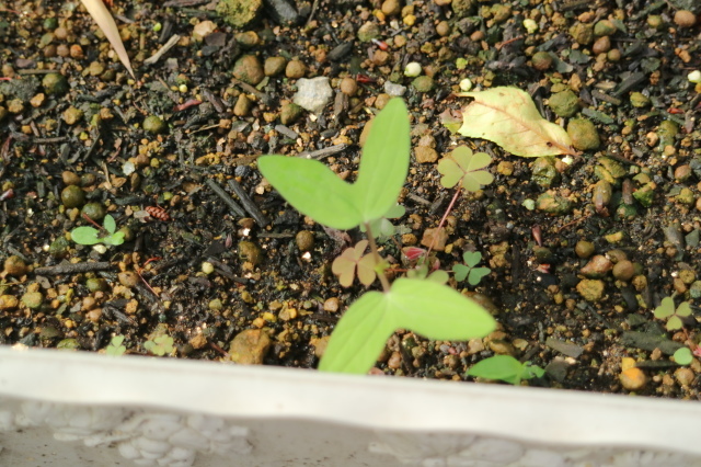 バラを一休みして宿根草をお届けします~♪_e0397815_00224576.jpg