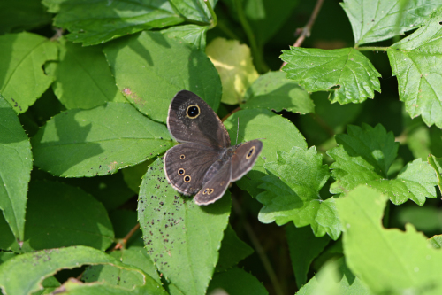 メスグロヒョウモン (2020/06/09)_d0332816_21351387.jpg