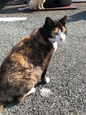 猫の島 青島 こりさの日記部屋 猫の島 青島 こりさの日記部屋