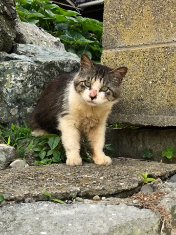 猫の島 青島 こりさの日記部屋 猫の島 青島 こりさの日記部屋