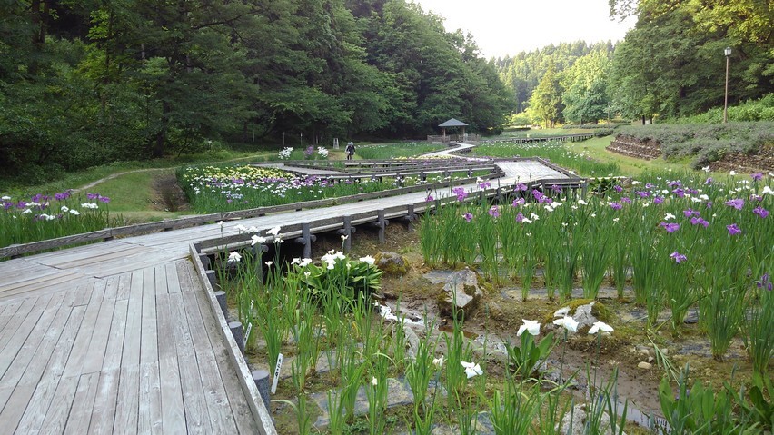 しらさぎ森林公園の花菖蒲 坂井良永の日記 しらさぎ森林公園の花菖蒲 坂井良永の日記