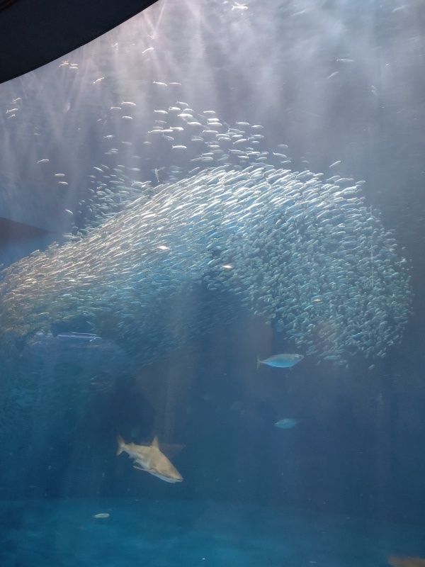 名古屋港水族館_e0305834_00132790.jpg