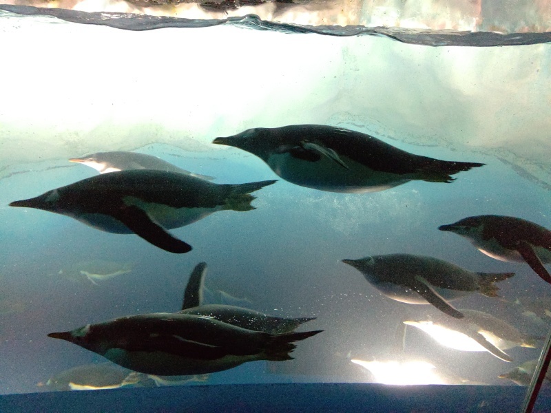 名古屋港水族館_e0305834_00172453.jpg