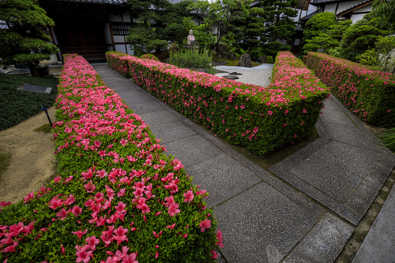 サツキライン 妙心寺塔頭 慈雲院 花景色 K W C Photoblog サツキライン 妙心寺塔頭 慈雲院 花景色 K W C Photoblog