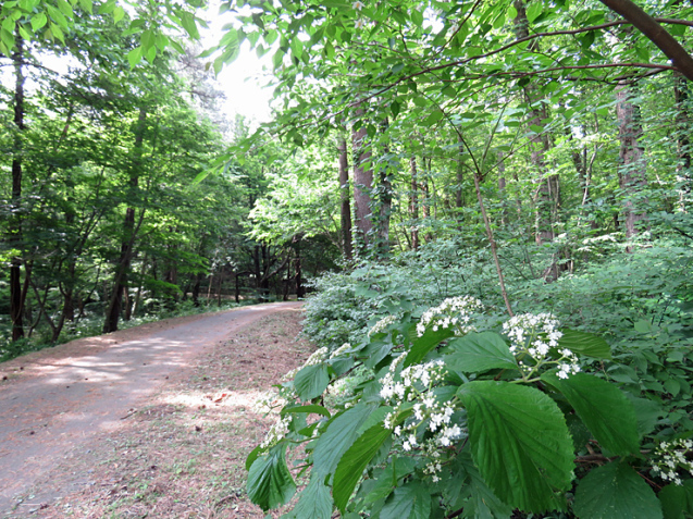 6月５日の三瓶山①_f0214649_04071725.jpg