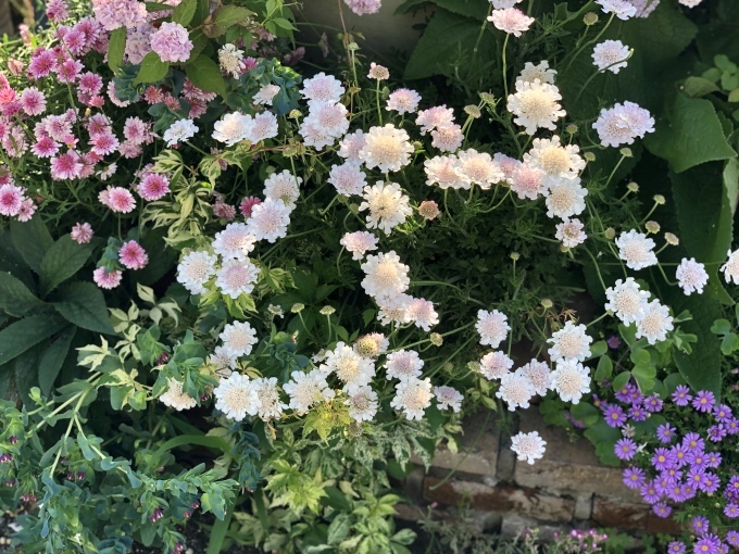 名前を見て欲しくなった花苗とカラーオブジュピターが咲きました♫_a0396654_22063049.jpeg
