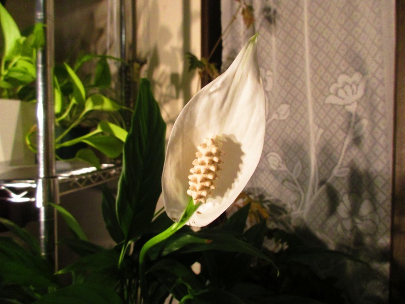 植物 スパティフィラム ミニメリー の花 孤影悄然