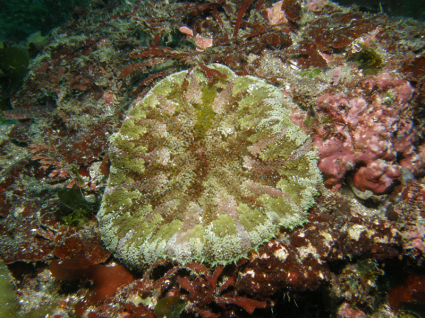 526 クビジンイソギンチャク ランゲルハンス島の海