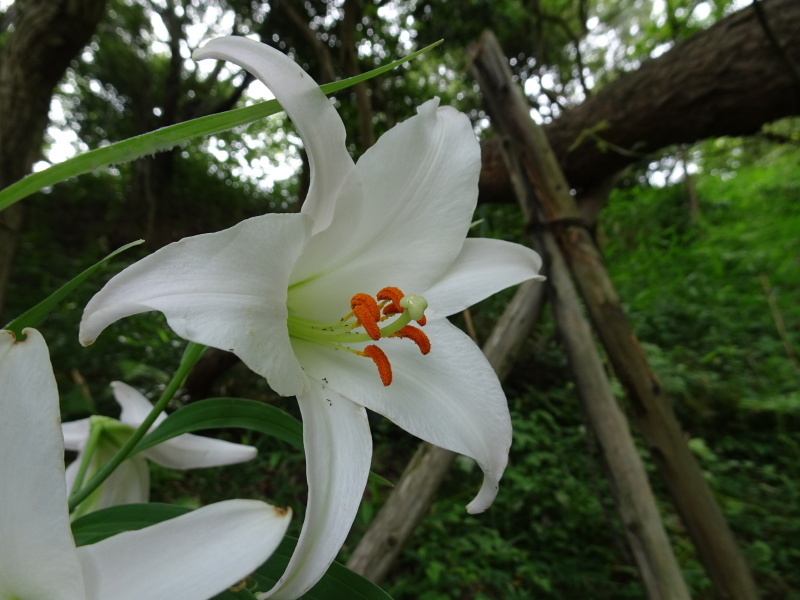 ササユリ便り』⑫・・・せんなん里海公園内うみべの森_c0108460_16462505.jpg