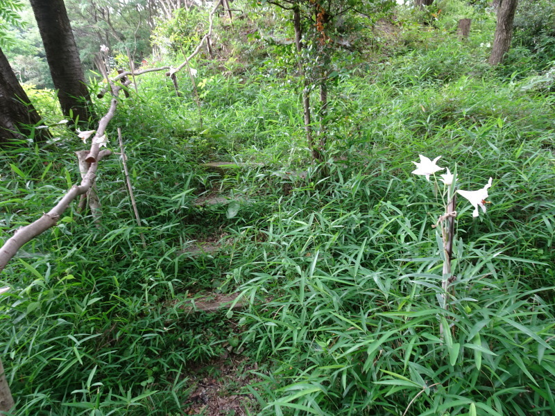 ササユリ便り』⑫・・・せんなん里海公園内うみべの森_c0108460_17010513.jpg