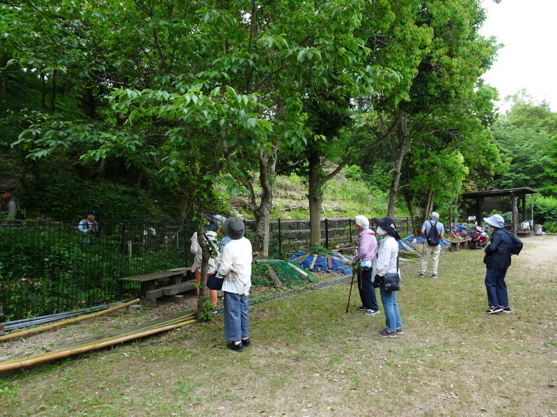 ササユリ便り』⑫・・・せんなん里海公園内うみべの森_c0108460_17013542.jpg