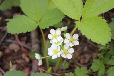 お化けの森に咲いている花_c0353373_01321190.jpg