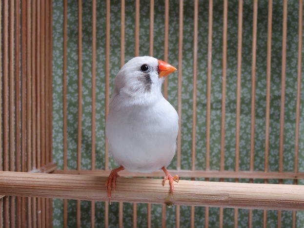 錦華鳥