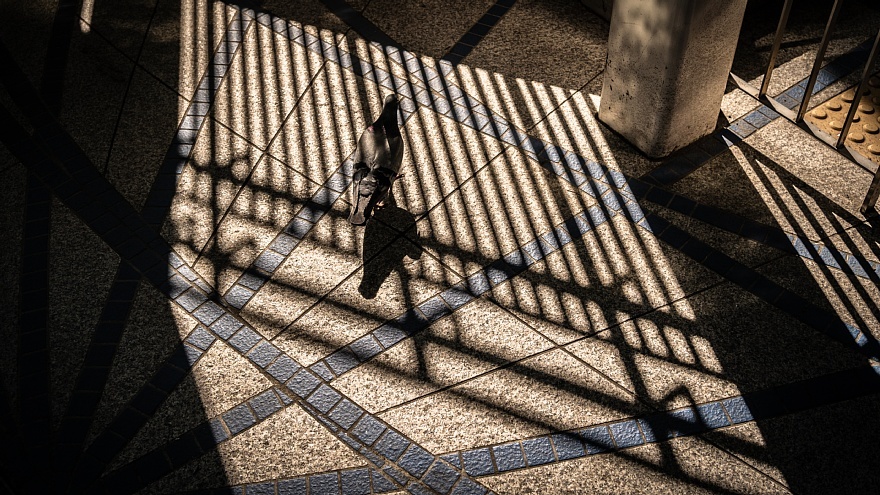 梅雨入り前の光蜥蜴_d0353489_21141248.jpg