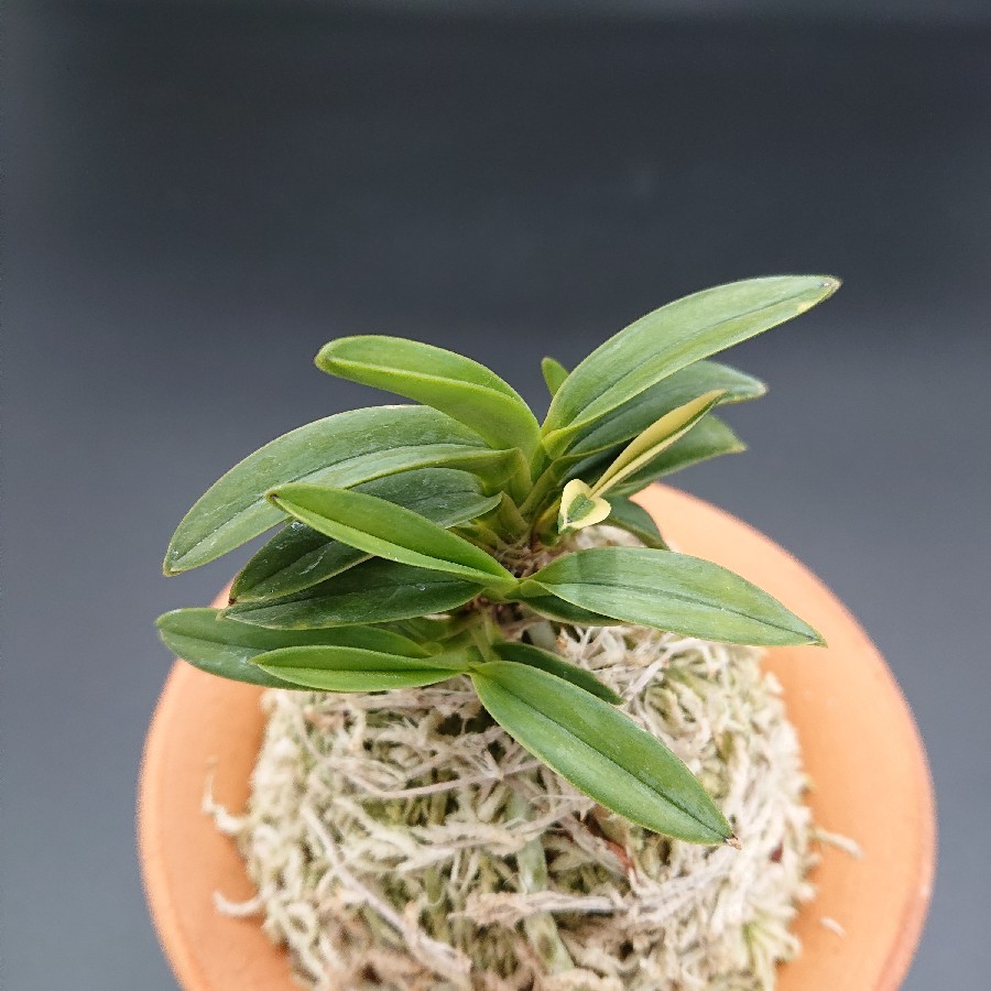 富貴蘭　咲き分けの蝶 富貴蘭 三蝶咲きの名花「花纏(はなまとい)」の開花！ | 豊の国の翁