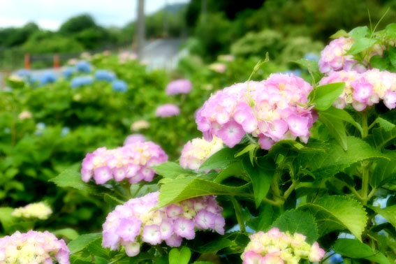 梅雨に入った榊原温泉_b0145296_17270435.jpg