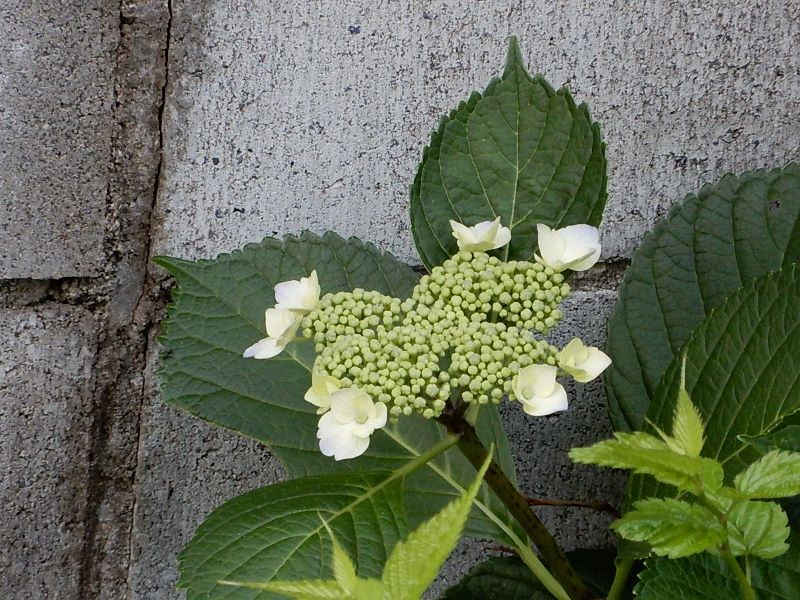 我が家の＜紫陽花＞・・・_e0025300_20232840.jpg