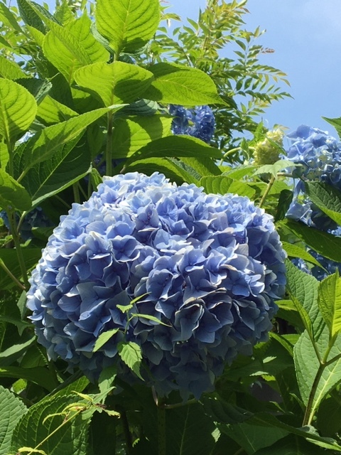 紫陽花  /  koba_d0135801_17402131.jpeg