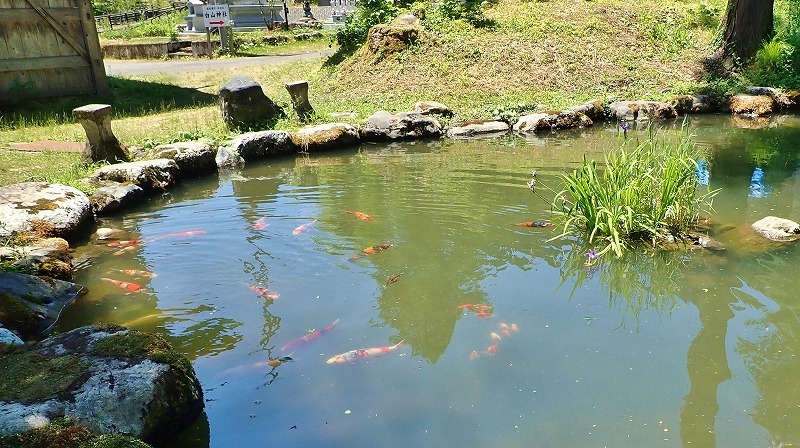 梅雨入りしたそうですよ_c0336902_17500875.jpg