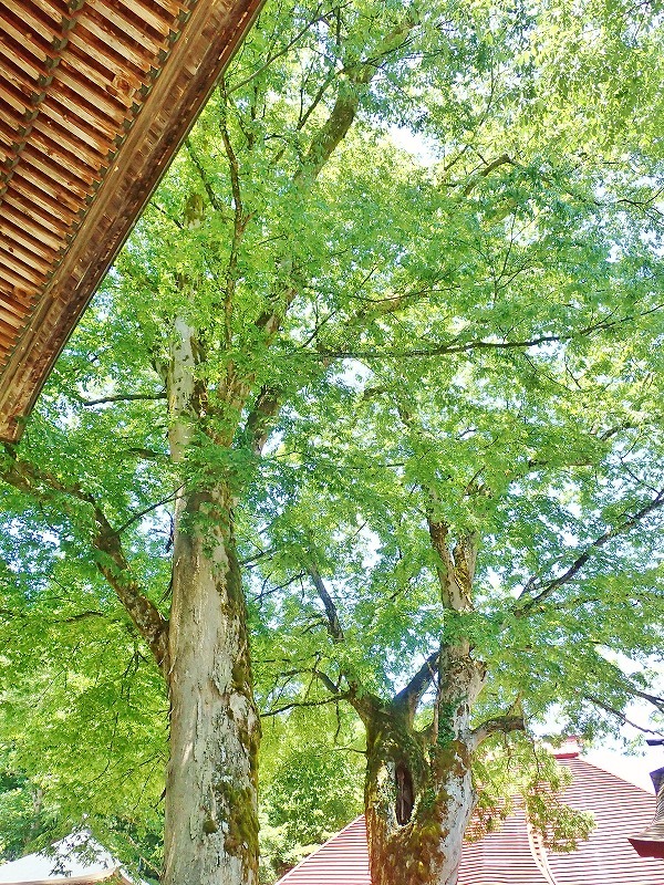 梅雨入りしたそうですよ_c0336902_17501207.jpg